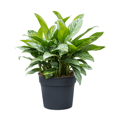 Растение горшечное Аглаонема/Aglaonema stripes