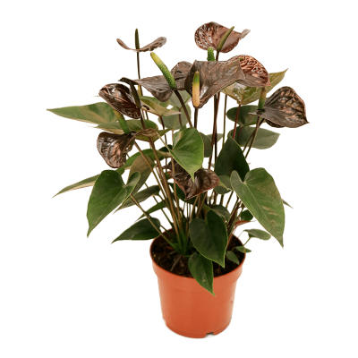 Растение горшечное Антуриум/Anthurium andraeanum 'Black' 6/tray