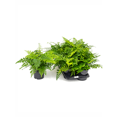 Растение горшечное Асплениум/Asplenium dimorphum 'Parvati' 6/tray
