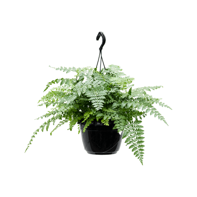 Растение горшечное Асплениум/Asplenium dimorphum 'Parvati'