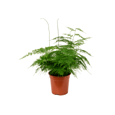 Растение горшечное Аспарагус/Asparagus setaceus plumosus