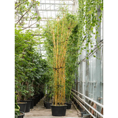 Растение горшечное Бамбук/Bambusa vulgaris
