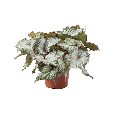 Растение горшечное Бегония/Begonia 'Asian Tundra' 6/tray