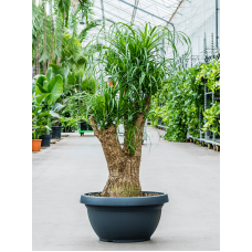 Beaucarnea recurvata