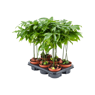 Растение горшечное Кастаноспермум/Castanospermum australe 6/tray