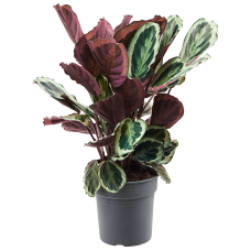 Calathea 'Marion'