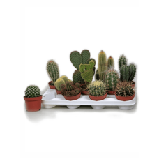 Kaktus mix 11/tray