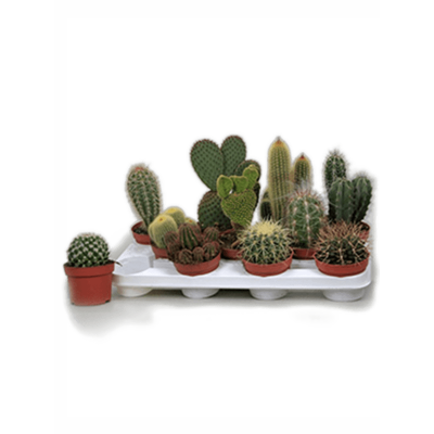 Растение горшечное Кактус/Kaktus mix 11/tray