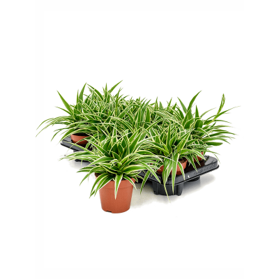 Растение горшечное Хлорофитум/Chlorophytum comosum 'Ocean' 8/tray