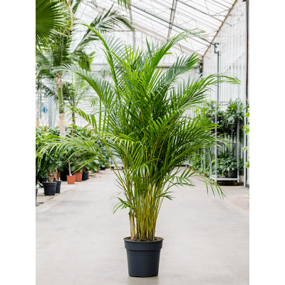 Растение горшечное Дипсис/Dypsis (Areca) lutescens