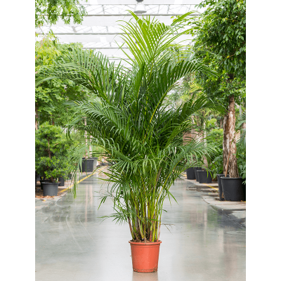 Растение горшечное Арека/Dypsis (Areca) lutescens