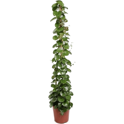 Растение горшечное Циссус/Cissus rotundifolia