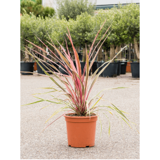 Cordyline australis 'Can Can'