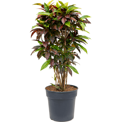Растение горшечное Кротон/Croton (codiaeum) freckles