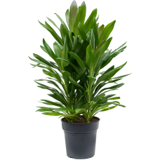 Cordyline fruticosa' Glauca'