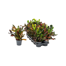 Croton (Codiaeum) variegatum 'Mammi' 10/tray