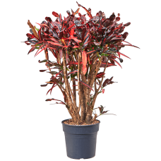 Croton (Codiaeum) variegatum 'Mammi'
