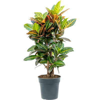 Растение горшечное Кротон/Croton (Codiaeum) variegatum 'Petra'