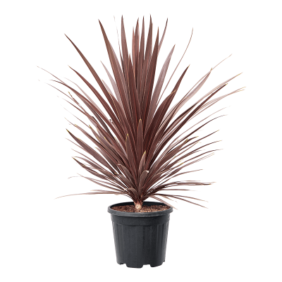 Растение горшечное Кордилина/Cordyline australis 'Red Star'