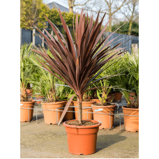 Cordyline australis 'Red Star'