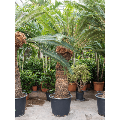 Растение горшечное Цикас/Cycas revoluta