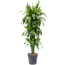 Dracaena arturo