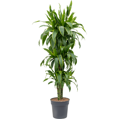 Растение горшечное Драцена/Dracaena arturo
