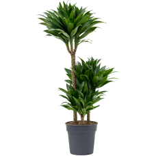 Dracaena fragrans 'Compacta'