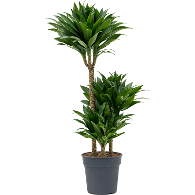 Растение горшечное Драцена/Dracaena fragrans 'Compacta'