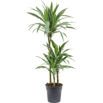 Растение горшечное Драцена/Dracaena deremensis 'Warneckei'