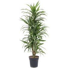 Dracaena deremensis 'Warneckei'