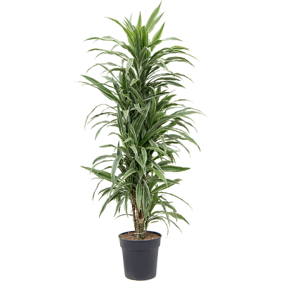 Растение горшечное Горшечные/Dracaena deremensis 'Warneckei'