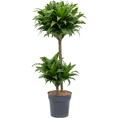 Растение горшечное Драцена/Dracaena dracgreye