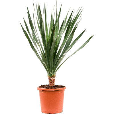 Растение горшечное Драцена/Dracaena draco