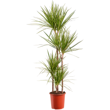 Dracaena marginata 'Golden Dragon'