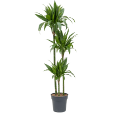 Dracaena fragrans 'Janet Craig'