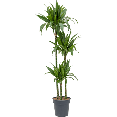 Растение горшечное Драцена/Dracaena fragrans 'Janet Craig'