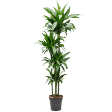 Dracaena fragrans 'Janet Craig'