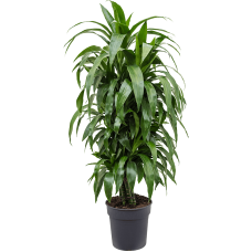 Dracaena fragrans 'Janet Craig'