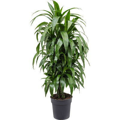 Растение горшечное Драцена/Dracaena fragrans 'Janet Craig'