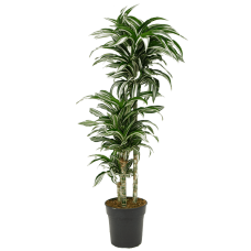 Dracaena fragans 'Jade Jewel'