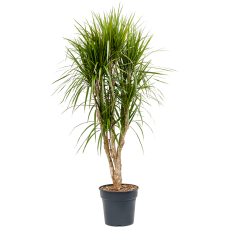 Dracaena marginata