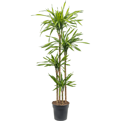 Растение горшечное Драцена/Dracaena fragrans 'Riki'