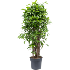 Dracaena surculosa