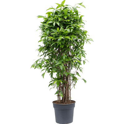 Растение горшечное Драцена/Dracaena surculosa