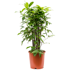 Dracaena surculosa