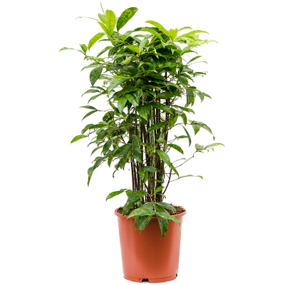 Растение горшечное Драцена/Dracaena surculosa