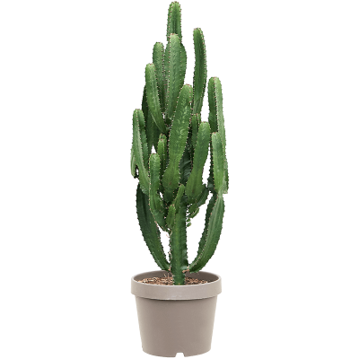 Растение горшечное Молочай/Euphorbia acrurensis