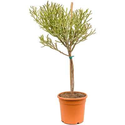 Растение горшечное Молочай/Euphorbia fiherenensis