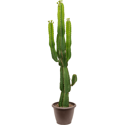 Растение горшечное Молочай/Euphorbia ingens